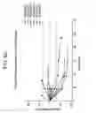 Fig. 09 - COMBINATION THERAPY FOR PD-L1 NEGATIVE TUMORS