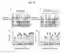 Fig. 16 - Modulation of Activity of Proneurotrophins