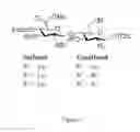 Fig. 02 - Heparan sulfate synthesis