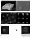 Fig. 01 - Blastoid, cell line based artificial blastocyst