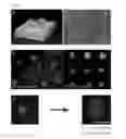 Fig. 02 - Blastoid, cell line based artificial blastocyst