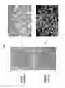 Fig. 08 - ISOLATION OF NON-EMBRYONIC STEM CELLS AND USES THEREOF