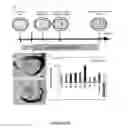 Fig. 04 - Methods for obtaining retinal progenitors, retinal pigmented epithelial cells and neural retinal cells