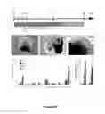 Fig. 07 - Methods for obtaining retinal progenitors, retinal pigmented epithelial cells and neural retinal cells
