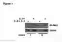 Fig. 03 - Means and methods for influencing the stability of antibody producing cells