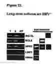 Fig. 22 - Means and methods for influencing the stability of antibody producing cells