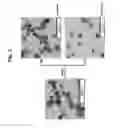 Fig. 03 - Method for inducing hemoblast differentiation