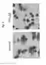Fig. 06 - Method for inducing hemoblast differentiation