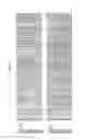 Fig. 07 - Compositions with polymerase activity