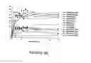 Fig. 23 - Hydrolases, nucleic acids encoding them and methods for making and using them