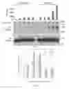 Fig. 02 - METHOD OF REGULATING NFATC2 ACTIVITY IN LYMPHOCYTES