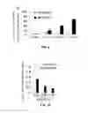 Fig. 06 - Composition comprising inhibitor against PAPSS2 gene or protein encoded by gene for inducing senescence in tumor cells and method for inducing senescence in tumor cells using the same