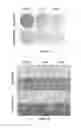 Fig. 07 - Composition comprising inhibitor against PAPSS2 gene or protein encoded by gene for inducing senescence in tumor cells and method for inducing senescence in tumor cells using the same