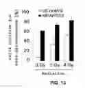 Fig. 08 - Composition comprising inhibitor against PAPSS2 gene or protein encoded by gene for inducing senescence in tumor cells and method for inducing senescence in tumor cells using the same