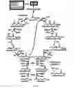 Fig. 07 - Recombinant microorganisms having a methanol elongation cycle (MEC)