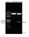 Fig. 09 - Positive-Selection Cloning and Expression Vector Based on the Toxicity of Killin