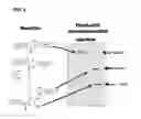 Fig. 03 - Coryneform bacterium and method for producing heterologous fusion proteins