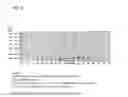 Fig. 05 - Coryneform bacterium and method for producing heterologous fusion proteins