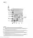 Fig. 06 - Coryneform bacterium and method for producing heterologous fusion proteins
