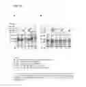 Fig. 22 - Coryneform bacterium and method for producing heterologous fusion proteins