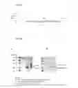 Fig. 23 - Coryneform bacterium and method for producing heterologous fusion proteins