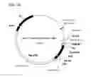 Fig. 26 - Coryneform bacterium and method for producing heterologous fusion proteins
