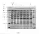Fig. 05 - Premethylation of DNA for high efficiency transformation of cyanobacteria