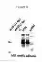 Fig. 10 - System for expression of genes in plants