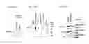 Fig. 16 - MICROVESICLE AND METHOD FOR PRODUCING THE SAME