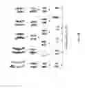Fig. 09 - METHODS AND COMPOSITIONS FOR THE TARGETED MODIFICATION OF A GENOME
