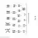 Fig. 11 - METHODS AND COMPOSITIONS FOR THE TARGETED MODIFICATION OF A GENOME