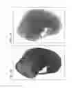 Fig. 21 - METHODS AND COMPOSITIONS FOR THE TARGETED MODIFICATION OF A GENOME