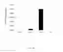 Fig. 38 - METHODS AND COMPOSITIONS FOR THE TARGETED MODIFICATION OF A GENOME