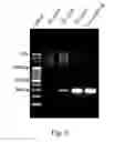 Fig. 11 - Method and device for polymerase chain reaction