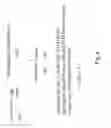 Fig. 05 - Labelled nucleotides