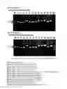Fig. 08 - Method and kit for multiplex DNA typing of HLA gene
