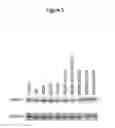 Fig. 12 - HAPLOTYPE DETECTION