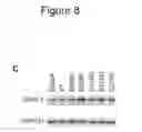 Fig. 19 - HAPLOTYPE DETECTION