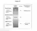 Fig. 34 - HAPLOTYPE DETECTION