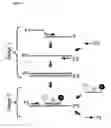 Fig. 09 - Amplification and Sequencing of Transrenal Nucleic Acids