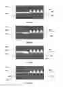 Fig. 10 - Seal designs for multicomponent bipolar plates of an electrochemical cell