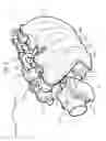 Fig. 03 - Intake manifold structure for engine