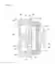 Fig. 06 - VACUUM MACHINE, COMPRESSOR, AND PISTON
