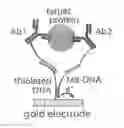 Fig. 01 - ELECTROCHEMICAL PROXIMITY ASSAY
