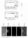 Fig. 16 - Device for capture of particles in a flow