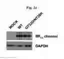 Fig. 05 - SCREENING METHOD FOR ION CHANNEL MODULATORS USING MUTATED BKCA CHANNEL