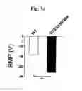 Fig. 10 - SCREENING METHOD FOR ION CHANNEL MODULATORS USING MUTATED BKCA CHANNEL