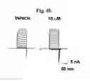 Fig. 12 - SCREENING METHOD FOR ION CHANNEL MODULATORS USING MUTATED BKCA CHANNEL