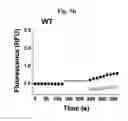 Fig. 16 - SCREENING METHOD FOR ION CHANNEL MODULATORS USING MUTATED BKCA CHANNEL