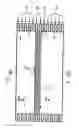 Fig. 01 - Method for measurement of thrombocyte function